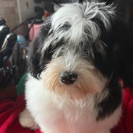 Stella - Black and white female Havanese puppy in Baltimore, Maryland from Litl Bratz Havanese