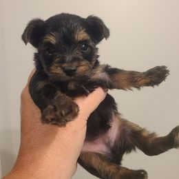 Gray - Black and tan male Yorkshire Terrier puppy in Clermont, Florida from Bella's Prissy Butts