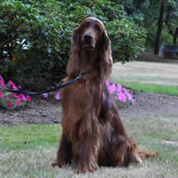 Theo - Irish Setter