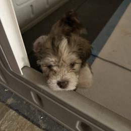 Pup Pup - Chocolate male Havanese puppy in Crestview, Florida from Debbie’s Doggone Havanese Doghouse LLC