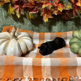 Teal Collar - Brown female Boykin Spaniel puppy in Hurtsboro, Alabama from PARK’s Family Farm