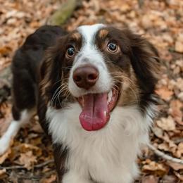 Miniature American Shepherd and Toy Australian Shepherd All Grown Up from Riverstone Aussies