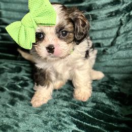Elphaba - Black and white female Cavatzu puppy in Saint Paul, Minnesota from Amy’s Puppy Tzu