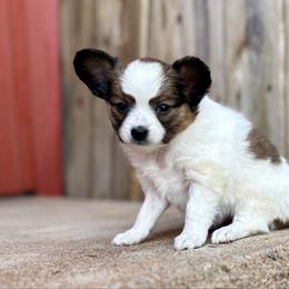 Tinky Winky - White and sable female Papillon puppy in Chattanooga, Oklahoma from Lottie Dottie Scottie’s and Papillons