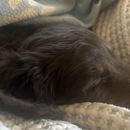 Dachshunds from Creek Life Mini Dachshunds