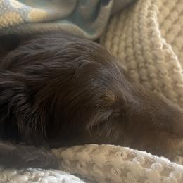 Dachshunds from Creek Life Mini Dachshunds