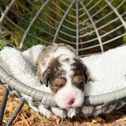 Ranger - Blue merle male Bernedoodle puppy in Wamego, Kansas from Doodles of Oz