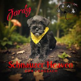 Jordy AKC - Black male Miniature Schnauzer puppy in Pelzer, South Carolina from Schnauzer Heaven Von Longbach
