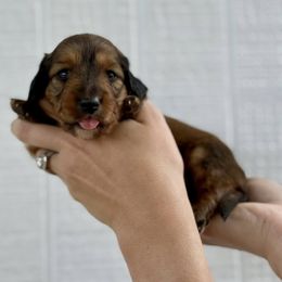 Red boy 1 - Red male Dachshund puppy in Rockton, Illinois from K&M Dachshunds