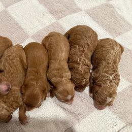 Goldendoodle puppies from Jessie’s Doodles