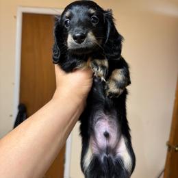 Rick - Black and cream male Dachshund puppy in Tulsa, Oklahoma from Americas Wiener Farm