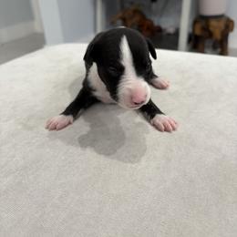 Cougar - Black female Whippet puppy in Fort Myers, Florida from Rainbow Whippets