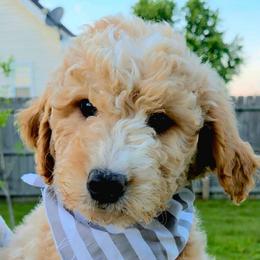 Dax - Apricot male Goldendoodle puppy in Hendersonville, Tennessee from Ben's Best Buddy Goldendoodles