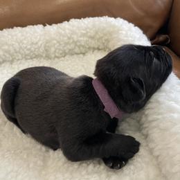 Violet - Black female Cane Corso puppy in San Isidro, Texas from MTZCC Ranch, LLC
