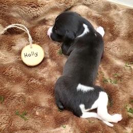Holly - White and black female Whippet puppy in Davenport, Iowa from Whippety Split