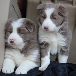 Border Collie Puppies from C Bar C Ranch Border Collies