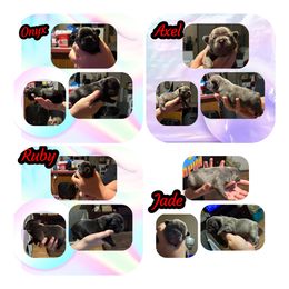 French Bulldog Puppies from Wv Frenchie’s