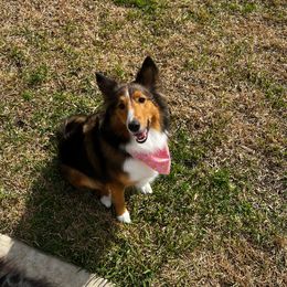 Lotus - Shetland Sheepdog