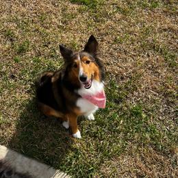 Lotus - Shetland Sheepdog