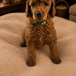 Charger - Red  male Poodle puppy in Mount Vernon, Illinois from AMC Poodles