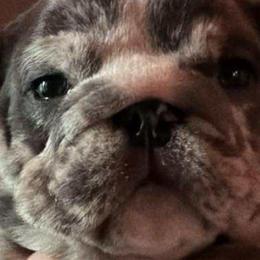 Rambler - Blue tri-color male Bulldog puppy in Fort Oglethorpe, Georgia from Jhuntfrenchies