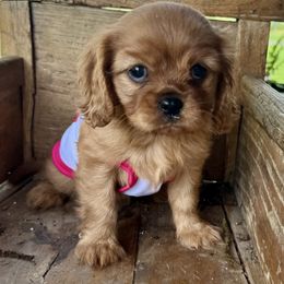 Cavalier King Charles Spaniel Puppies from Reynolds Farms Cavaliers