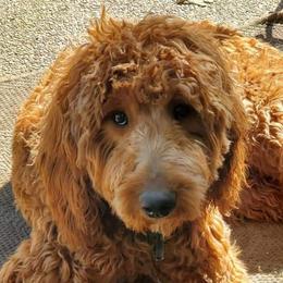 Yeti - Goldendoodle