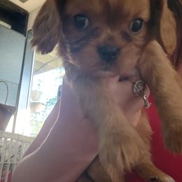 Boy 3 - Ruby Cavalier King Charles Spaniel puppy in Federal Way, Washington from HRH Cavaliers