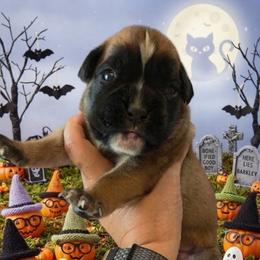 Kruger (boy) - Fawn male Boxer puppy in Red Boiling Springs, Tennessee from Silver Rain
