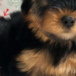 Yorkshire Terriers from All Star Yorkies