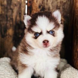 Bell - Chocolate female Pomsky puppy in Grass Valley, California from Karalot Pomskies