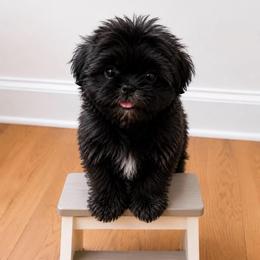Buddy - Black male Shih Tzu puppy in Covington, Georgia from Top Hats 2  Shih Tzu’s