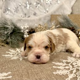 Glimmer - Blenheim female Cavalier King Charles Spaniel puppy in Conway, Missouri from Jordan  Harrison