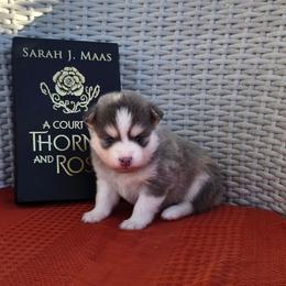 Rhysand - Silver and white male Pomsky puppy in Sumter, South Carolina from Emerald Skies Pomskies