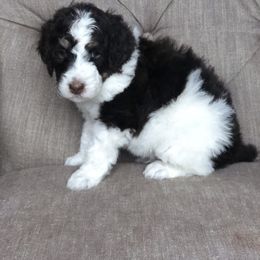 Bernedoodle Puppies from Sweet Pea Bernedoodles