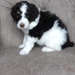 Bernedoodle Puppies from Sweet Pea Bernedoodles