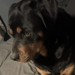 Rottweilers from Cuda’s Rotties