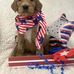 Goldendoodle Puppies from Vallevistadoodles