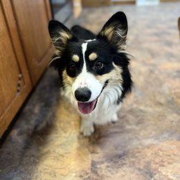 Gunner - Pembroke Welsh Corgi