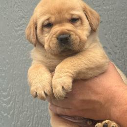 Logger - Yellow male Labrador Retriever puppy in Clinton, New York from Skyline Hill Labradors