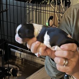 Cavalier King Charles Spaniel Puppies from Foster Cavaliers