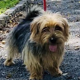 Xander - Norfolk Terrier