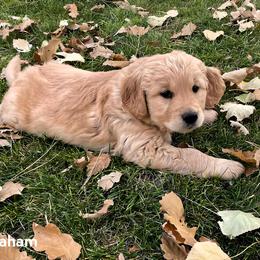 Golden Retriever Puppies from North Star Goldens