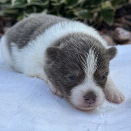 Claire - Red and white female Pomsky puppy in Oak Forest, Illinois from Illinois Poms