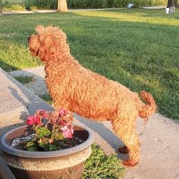Lucy - Goldendoodle