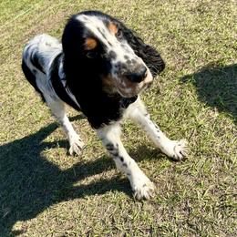 Monkey - Black white and tan female English Springer Spaniel puppy in Wilmer, Alabama from Southbend Springers