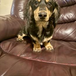 Dachshund puppies from AllStarDachshunds