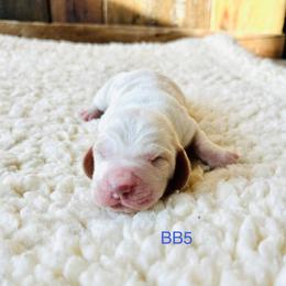 BB5 - Red and white male Basset Hound puppy in Britton, South Dakota from K&S Canines