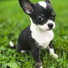 Stasi - Black and white female Chihuahua puppy in Amity, Pennsylvania from Baxters Chihuahuas