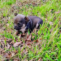 Lil Baby Bear - Black and tan male Chihuahua puppy in Weatherford, Texas from Small and Mighty Chihuahuas